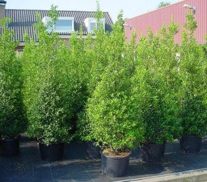Hulst (Ilex Aquifolium 'Silver Queen') - Afbeelding 5