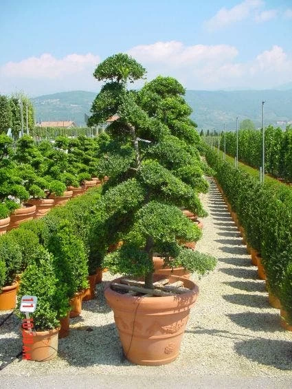 Japanse Hulst Als Bonsai (Ilex Crenata) - Afbeelding 2
