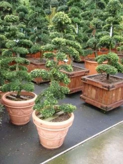 Japanse Hulst Als Bonsai (Ilex Crenata)
