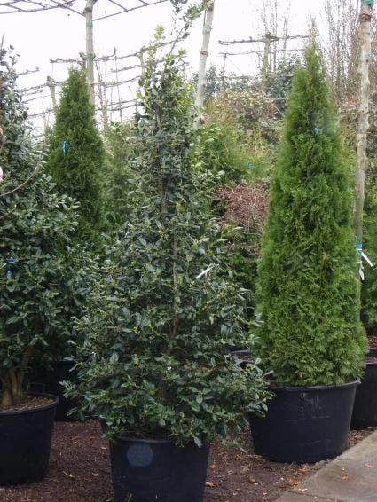 Amerikaanse Hulst (Ilex 'Nellie R Stevens') - Afbeelding 2