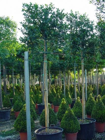 Amerikaanse Hulst Als Leiboom (Ilex 'Nellie R. Stevens') - Afbeelding 2