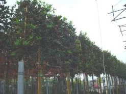 Amerikaanse Hulst Als Leiboom (Ilex 'Nellie R. Stevens')