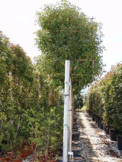 Liguster Als Leiboom (Ligustrum Japonicum) - Afbeelding 2