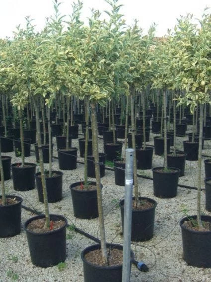 Liguster Op Stam (Ligustrum 'Excelsum Superbum')