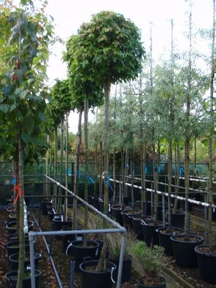 Amberboom (Liquidambar 'Gum Ball') - Afbeelding 9