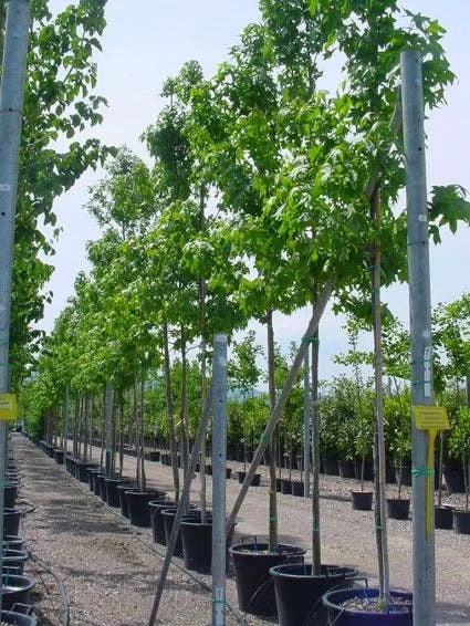 Amberboom (Liquidambar Styraciflua) - Afbeelding 9