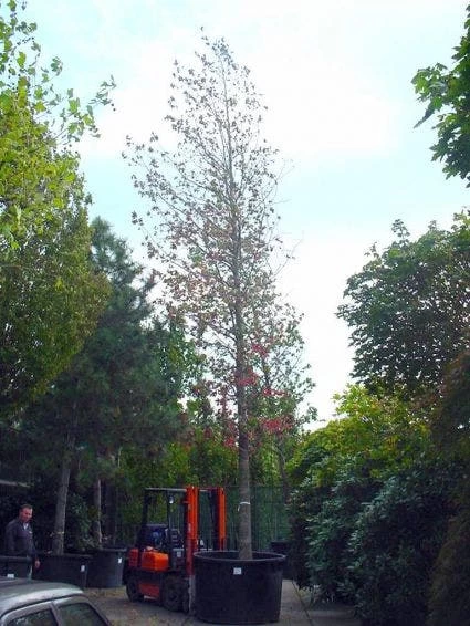 Amberboom (Liquidambar Styraciflua) - Afbeelding 7