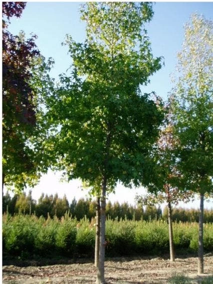 Amberboom (Liquidambar Styraciflua) - Afbeelding 2