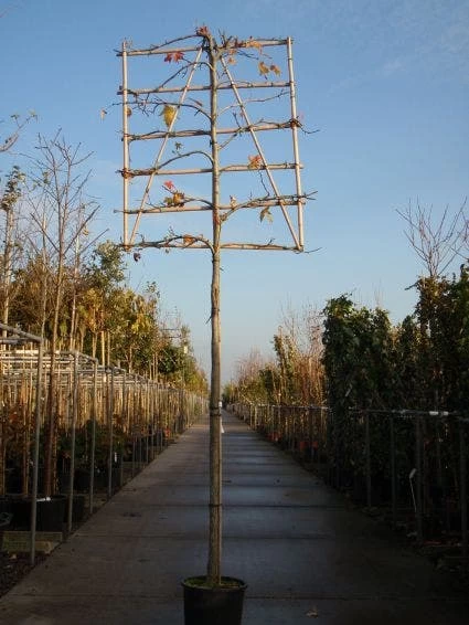 Amberboom Als Leiboom (Liquidambar Styraciflua) - Afbeelding 3