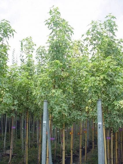 Amberboom (Liquidambar Styraciflua 'Variegata') - Afbeelding 2