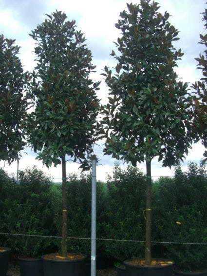 Beverboom (Magnolia Grandiflora 'Gallissoniere') - Afbeelding 2