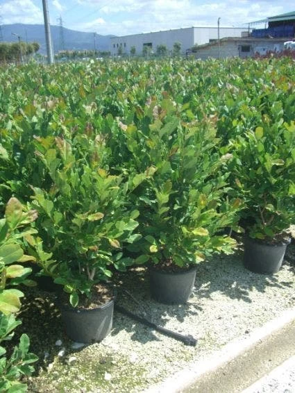 Stermagnolia (Magnolia Stellata) - Afbeelding 8