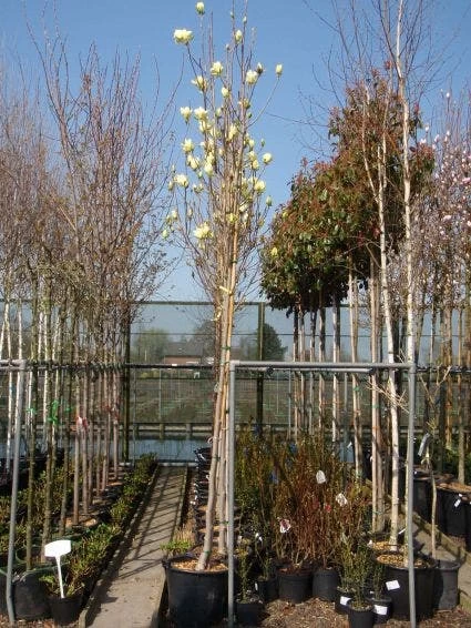 Beverboom (Magnolia 'Yellow River') - Afbeelding 2