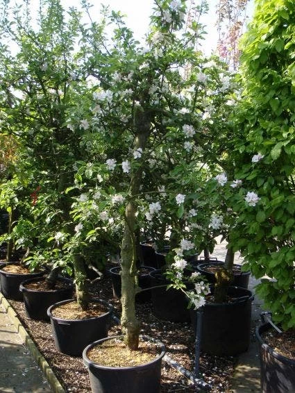 Appelboom (Malus Domestica ) - Afbeelding 2