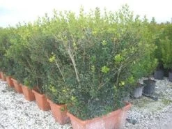 Schijnhulst Als Meeneemhaag (Osmanthus Heterophyllus)