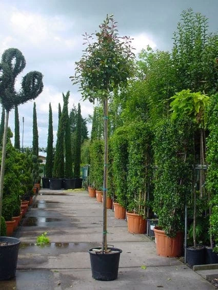 Glansmispel Als Boom (Photinia Fraseri 'Red Robin') - Afbeelding 2