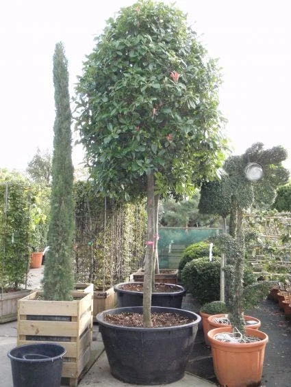Glansmispel Als Boom (Photinia Fraseri 'Red Robin') - Afbeelding 8