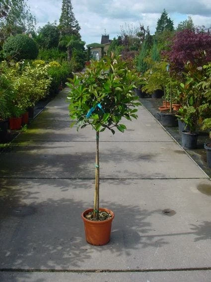 Glansmispel Op Stam (Photinia Fraseri 'Red Robin') - Afbeelding 2