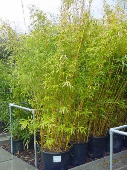 Bamboe (Phyllostachys Aureosulcata 'Spectabilis') - Afbeelding 3