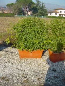 Bamboe Als Meeneemhaag (Phyllostachys Aurea)