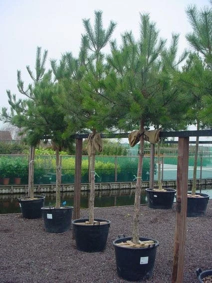 Oostenrijkse Den Als Boom (Pinus Nigra Nigra) - Afbeelding 3