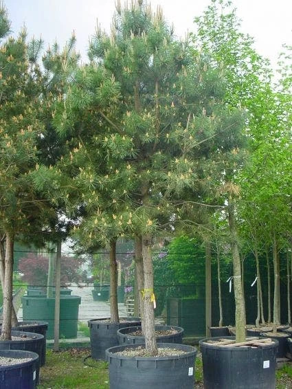 Grove Den (Pinus Sylvestris)