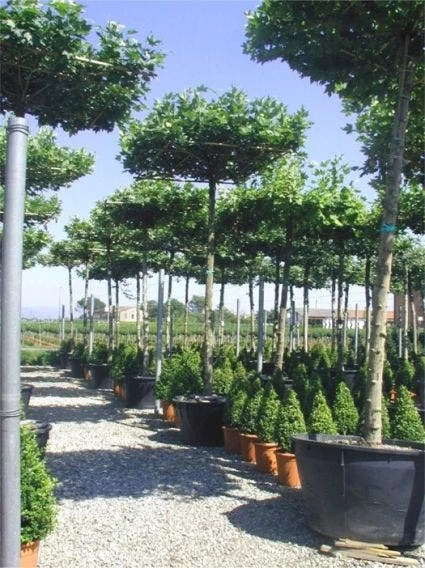 Dakplataan (Platanus Hispanica ) - Afbeelding 7