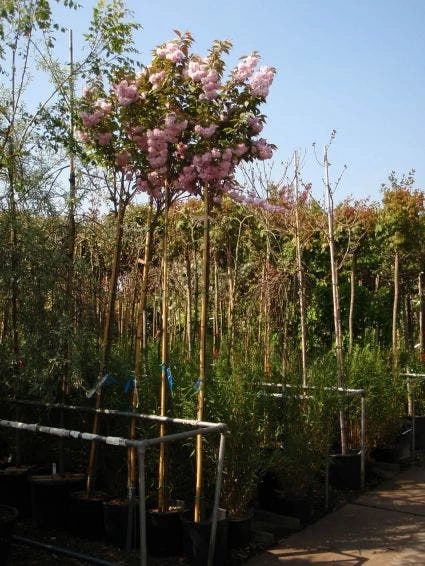Japanse Sierkers (Prunus Serrulata 'Kanzan') - Afbeelding 3