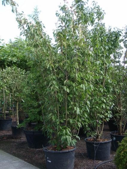 Sierkers, Struikvorm (Prunus Serrulata 'Kanzan') - Afbeelding 3