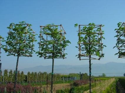 Sierpeer In Kubusvorm (Pyrus Calleryana 'Chanticleer') - Afbeelding 2