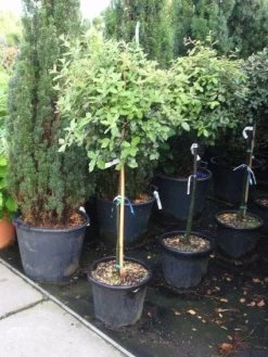 Steeneik Op Stam (Quercus Ilex)