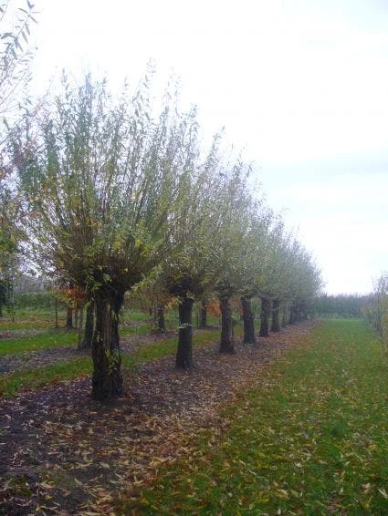 Knotwilg (Salix Alba) - Afbeelding 7