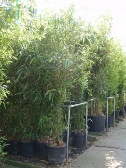 Bamboe (Semiarundinaria Fastuosa)