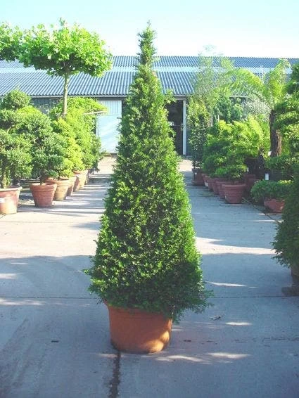Taxus Als Pyramide (Taxus Baccata) - Afbeelding 3