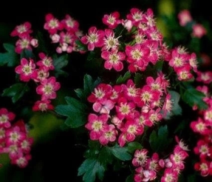 Rode Meidoorn Als Leiboom (Crataegus 'Paul's Scarlet') - Afbeelding 3