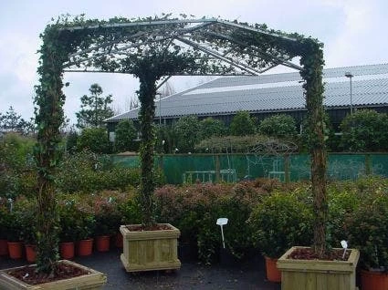 Klimop Als Prieel (Hedera Hibernica) - Afbeelding 2