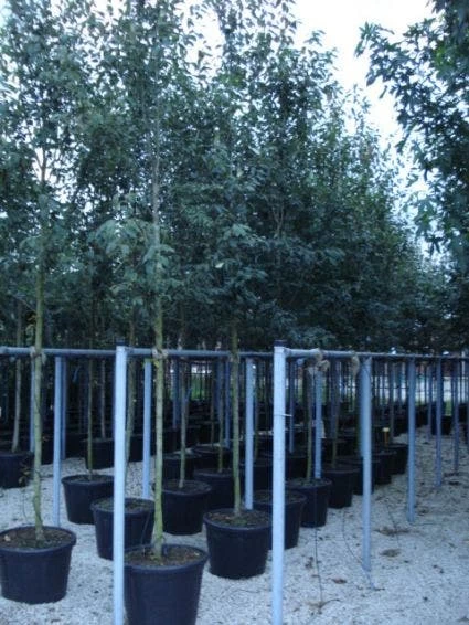 Krentenboom (Amelanchier Arborea 'Robin Hill') - Afbeelding 4