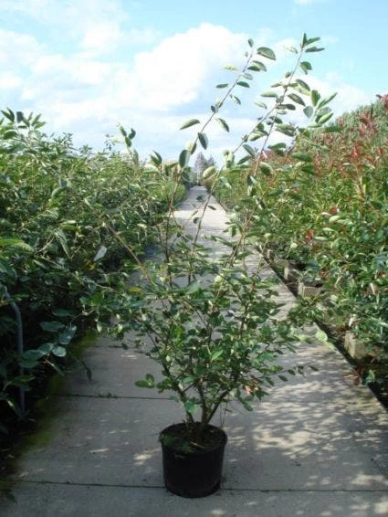 Krentenboom Als Struik (Amelanchier Lamarckii) - Afbeelding 5