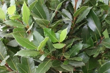 Echte Laurier (Laurus Nobilis) - Afbeelding 4