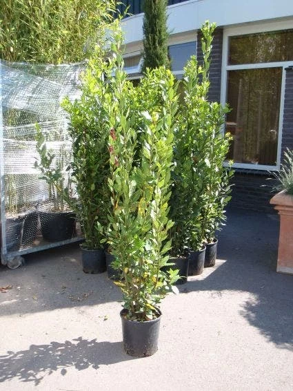 Echte Laurier (Laurus Nobilis) - Afbeelding 6