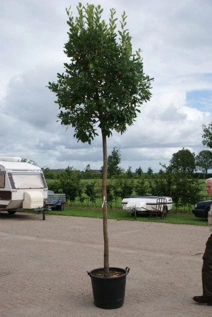 Aardbeiboom (Arbutus Unedo) - Afbeelding 3