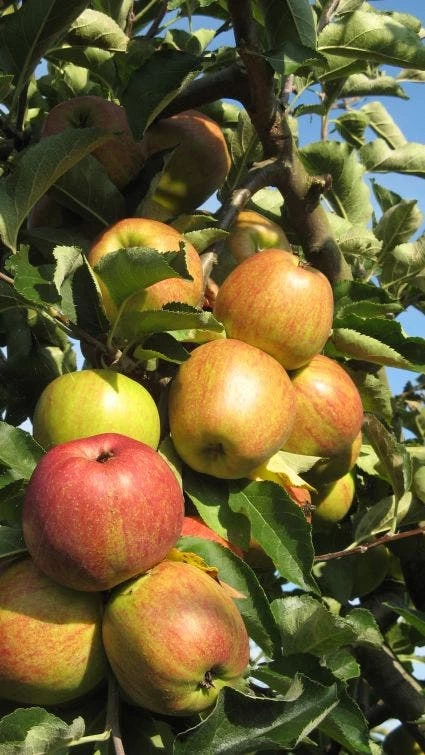 Appelboom (Malus Domestica ) - Afbeelding 3