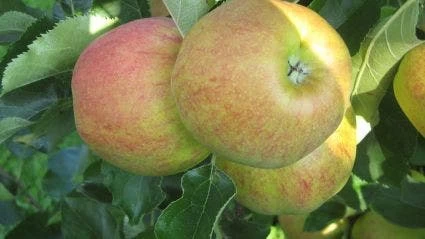 Appelboom (Malus Domestica 'Elstar') - Afbeelding 3