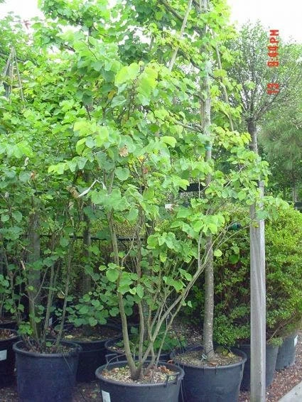 Judasboom Als Struik (Cercis Siliquastrum) - Afbeelding 4