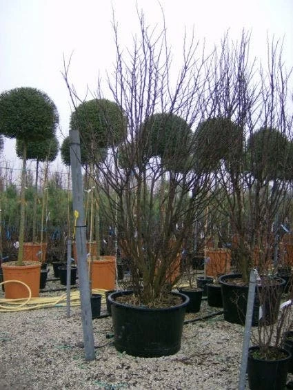 Judasboom Als Struik (Cercis Siliquastrum) - Afbeelding 6