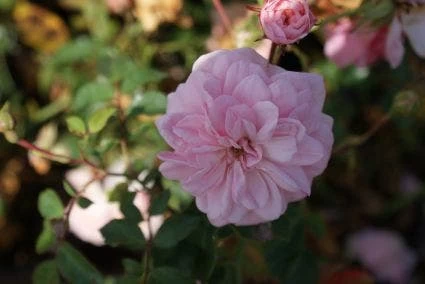 Trosroos (Rosa 'Bonica 82') - Afbeelding 2