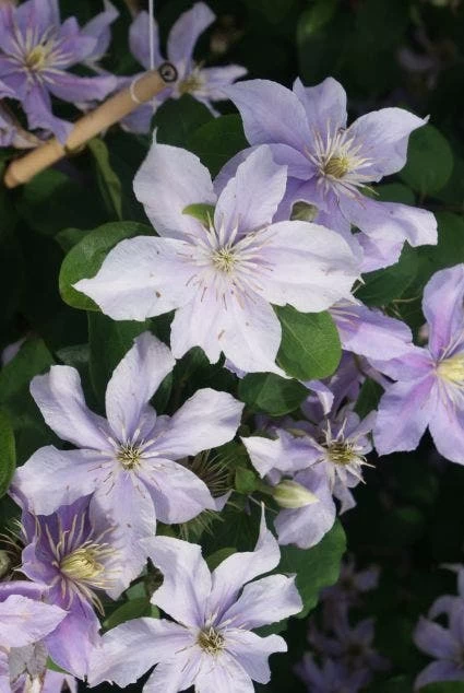 Bosrank (Clematis 'Justa') - Afbeelding 5