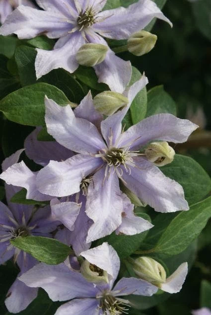Bosrank (Clematis 'Justa') - Afbeelding 4