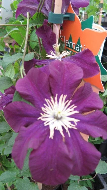 Bosrank (Clematis Viticella) - Afbeelding 4