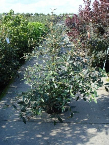 Sneeuwbal (Viburnum Bodnantense 'Dawn') - Afbeelding 8